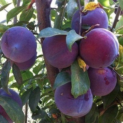 Erik (Anjelika Erik) Fidanı 5 Yaş-180-220 cm-Saksılı