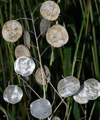 Sedef Çiçeği Fidanı 0-20 cm