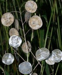 Sedef Çiçeği Fidanı 0-20 cm