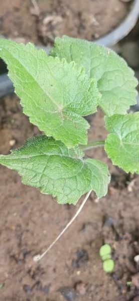 Sedef Çiçeği Fidanı 0-20 cm