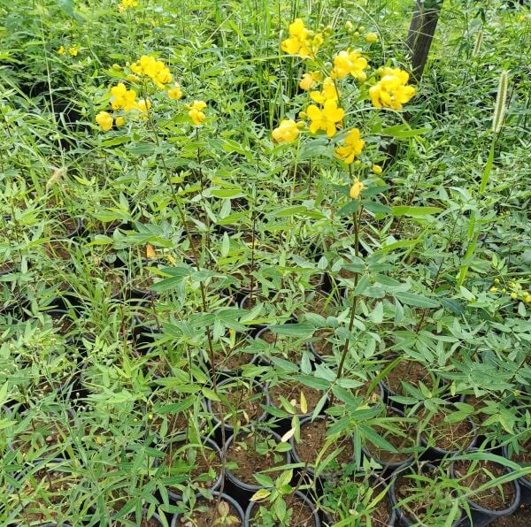 Cassia İri Çiçekli Fidanı 200-230 cm-Bol Çiçekli