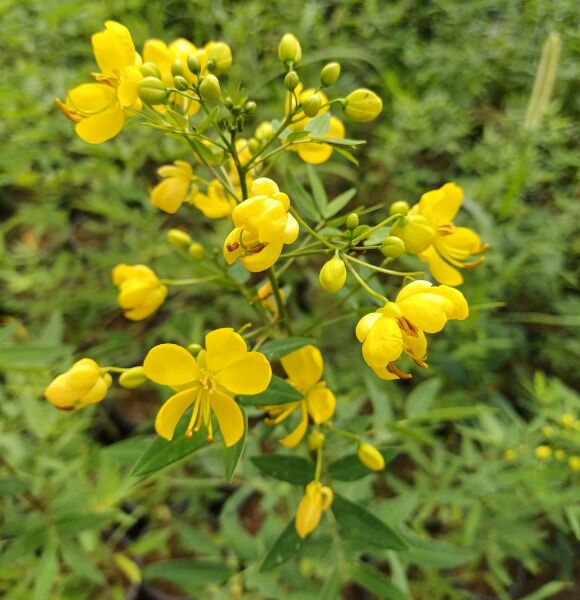 Cassia İri Çiçekli Fidanı 100-130 cm-Bol Çiçekli
