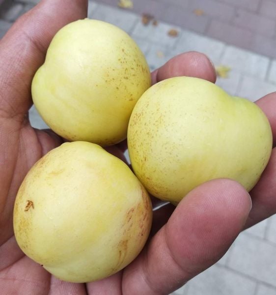 Nektarin ( Beyaz Nektarin) Fidanı 5 Yaş-200-250 cm-Saksılı