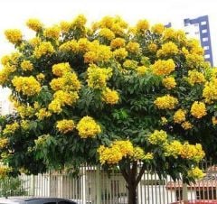 Cassia İri Çiçekli Fidanı 100-130 cm-Bol Çiçekli