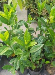 Gardenya Fidanı İthal Büyük Çiçekli 130 cm