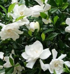 Gardenya Fidanı İthal Büyük Çiçekli 130 cm