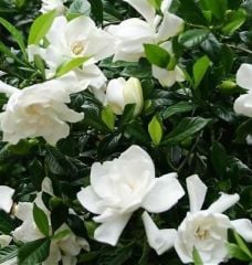 Gardenya Fidanı İthal Büyük Çiçekli 80 cm-Anaç Fidan