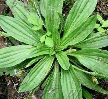 Dar Yapraklı Sinir Otu Fidanı