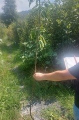 Kestane Fidanı Bursa Sarı Aşı (Aşılı) 120-170 cm- 3 Yaş