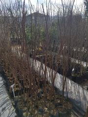 Kestane Fidanı Bursa Sarı Aşı (Aşılı) 120-170 cm- 3 Yaş