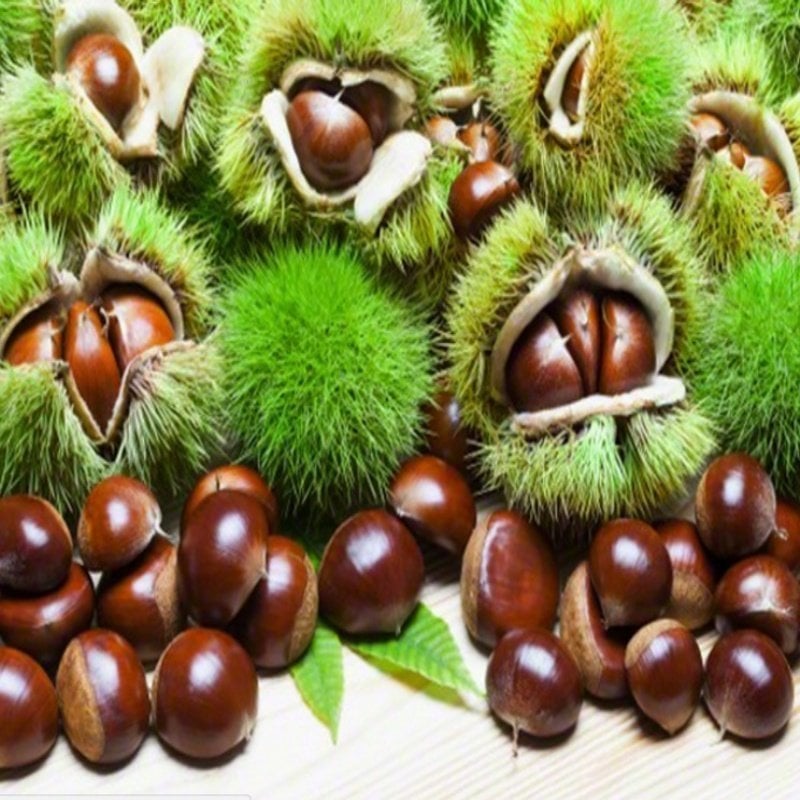 Kestane Fidanı Bursa Sarı Aşı (Aşılı) 150-190 cm- 4 Yaş-Tüplü