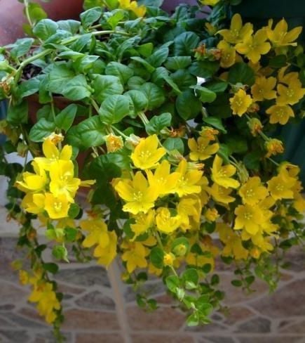 Sarıkız Çiçeği fidesi 10-25 cm