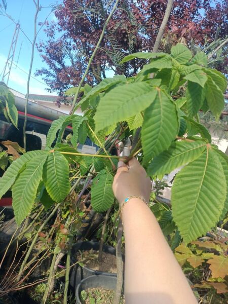 At Kestanesi Fidanı 100-130 cm (Kırmızı Çiçekli)
