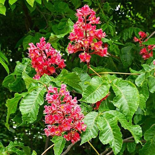 At Kestanesi Fidanı 100-130 cm (Kırmızı Çiçekli)