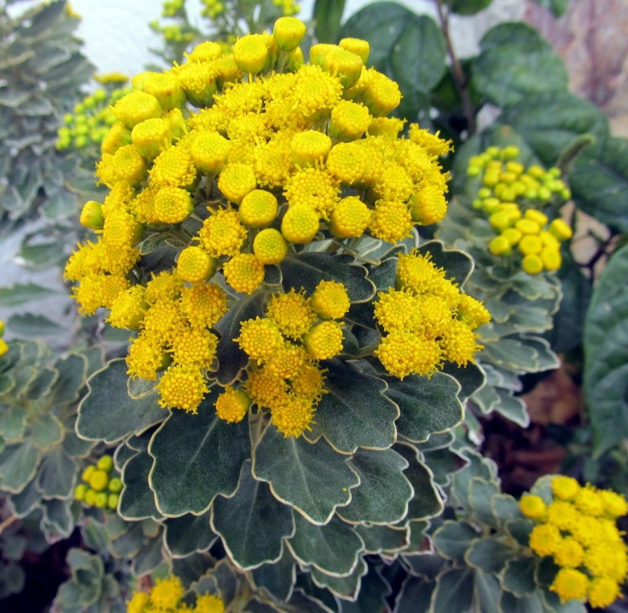 Ajanya Çiçeği ( Ajania pacifica )