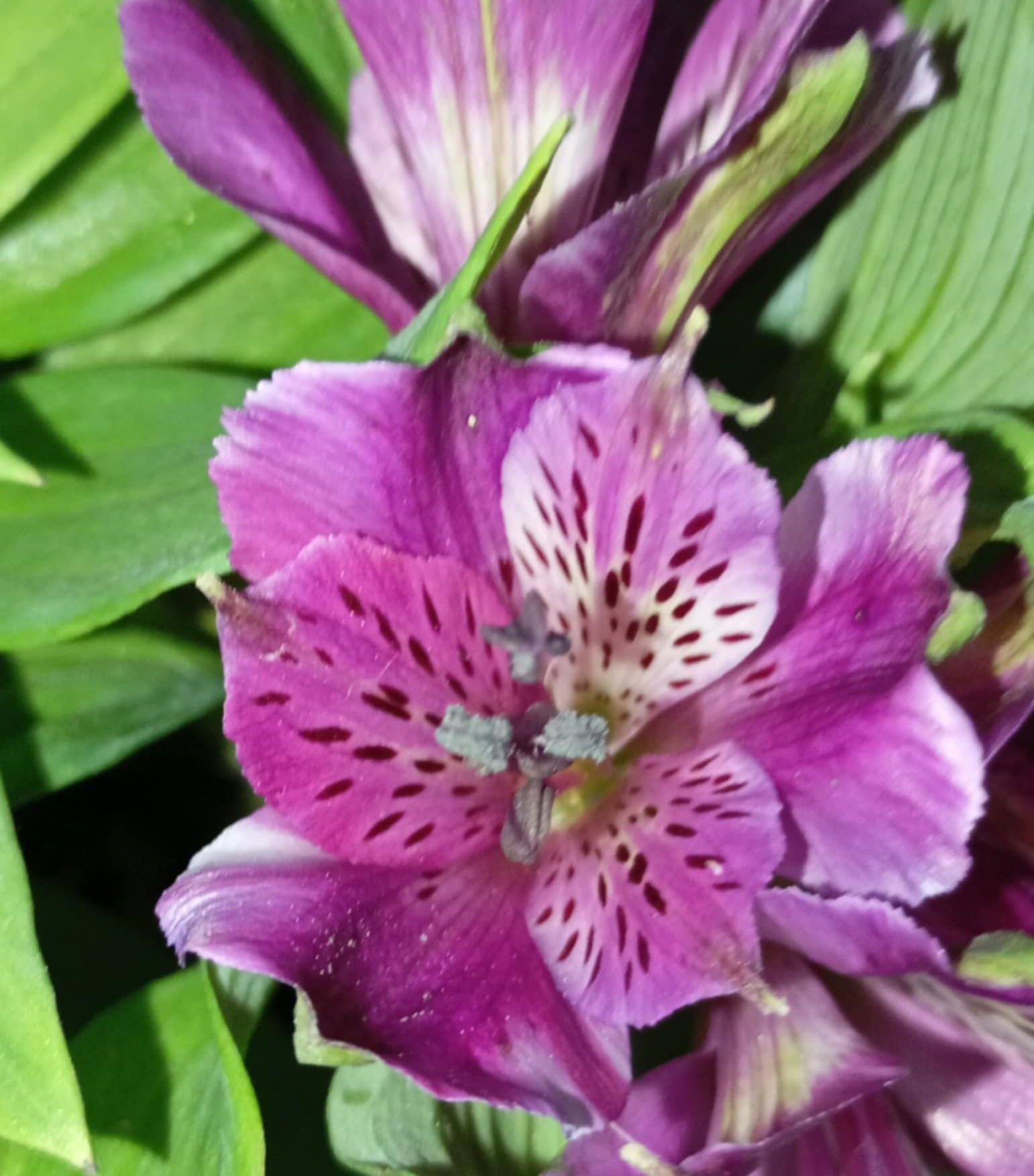 Peru Zambağı-İnka Zambağı Fidanı