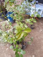 Akçakesme (Phillyrea) Bitkisi 30-80 cm