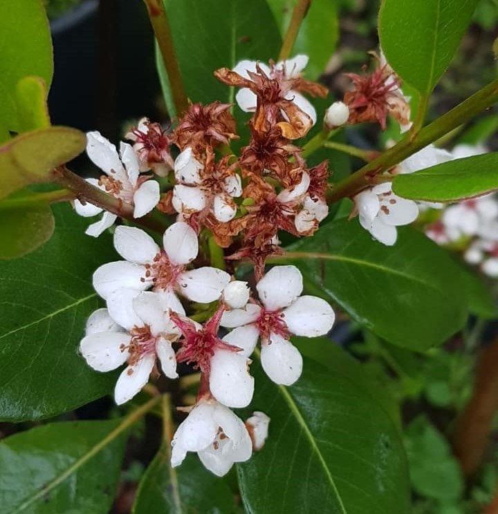 Hint Alıcı Bitkisi 40-60 cm