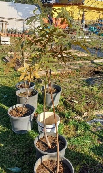 Brachychiton Populneus Şişe Ağacı Japon Kavağı Fidanı 100 cm