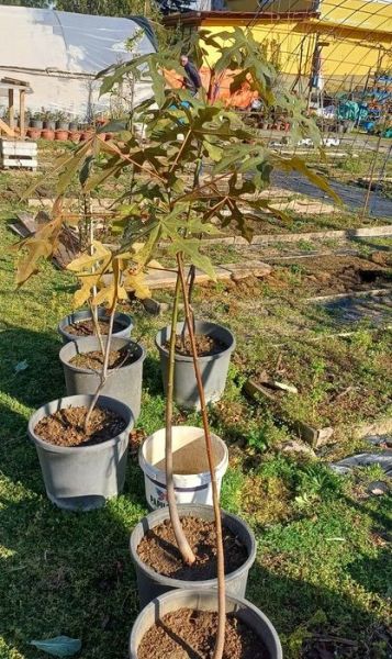 Brachychiton Populneus Şişe Ağacı Japon Kavağı Fidanı 100 cm
