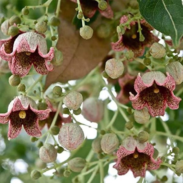 Brachychiton Populneus Şişe Ağacı Japon Kavağı Fidanı 100 cm