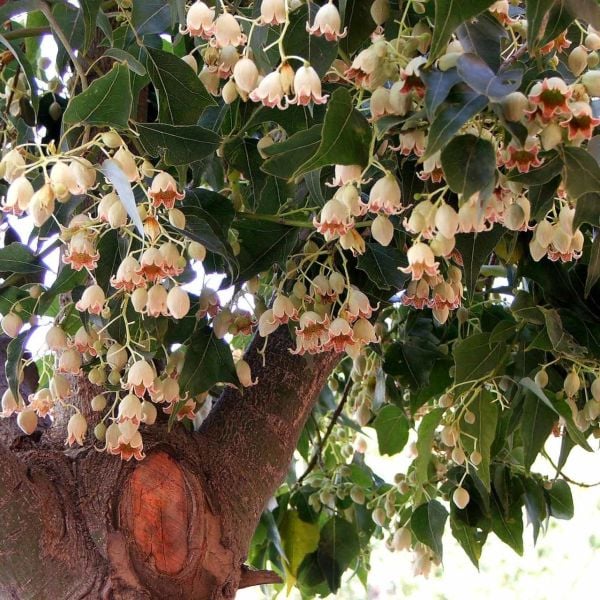Brachychiton Populneus Şişe Ağacı Japon Kavağı Fidanı 100 cm