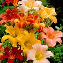 Güngüzeli (Hemerocallis) Fidesi Canlı Bitki Mix
