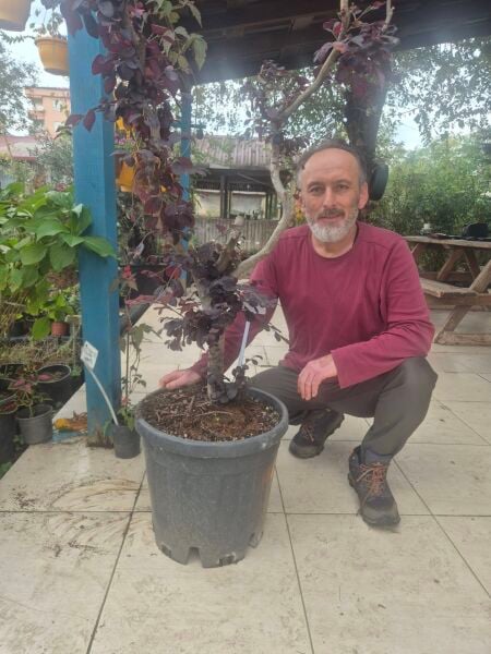 Bonsai Loropetalum (Chinense Rubrum) Gövde Çevresi 12-15 cm