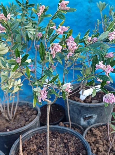 Pembe Kokulu Kafkas Gülü Fidanı 4 Yaş 40-50 cm