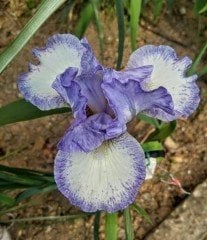 Blue Staccato İris Süsen Çiçeği