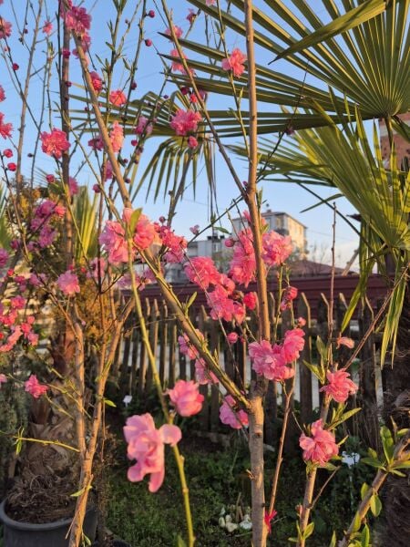 Süs Şeftalisi Fidanı 130-150 cm-Gövde Çapı 8-10 cm