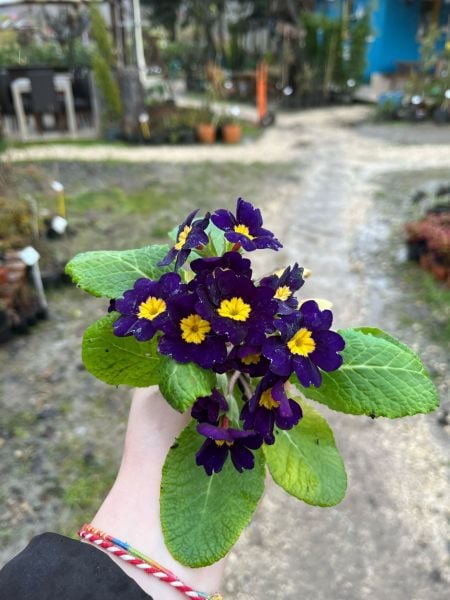 2 Adet Çuha Çiçeği (Primula)  Fidanı-Saksılı