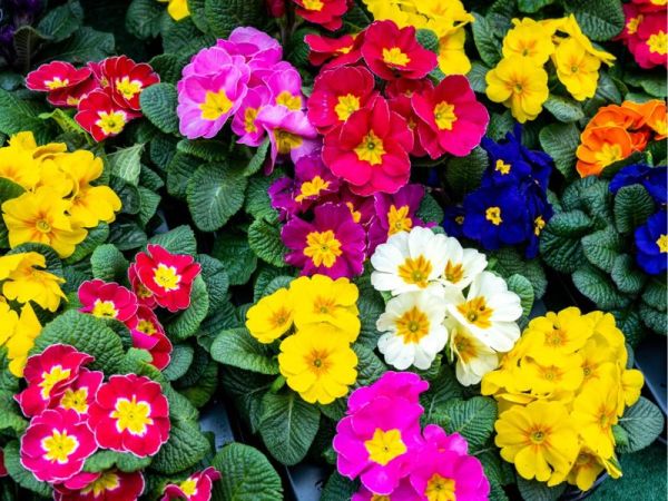 2 Adet Çuha Çiçeği (Primula)  Fidanı-Saksılı