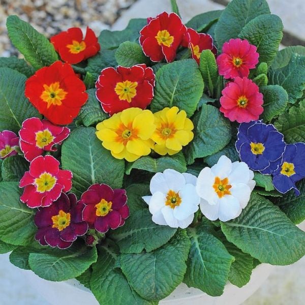 2 Adet Çuha Çiçeği (Primula)  Fidanı-Saksılı