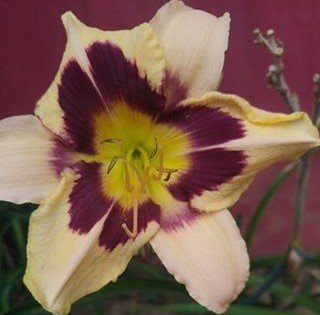 Hemerocallis Mdonlight Masguerade Gün Güzeli
