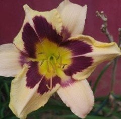 Hemerocallis Mdonlight Masguerade Gün Güzeli