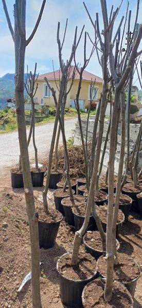 Marigoule Kestane Fidanı 7 Yaş-Boy 200 cm-Saksılı