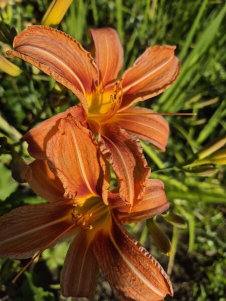 Hemerocallis Fulva  Gün Güzeli çiçeği