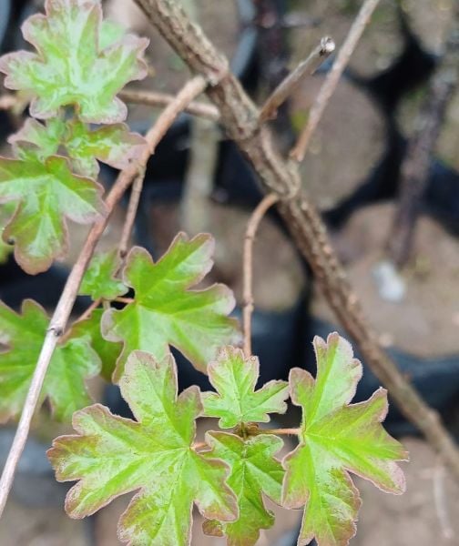 Acer Campestre Elsrijk (ACERACEA) Ova Akçaağacı 130-150 cm