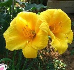 Hemerocallis Stella Doro Gün Güzeli