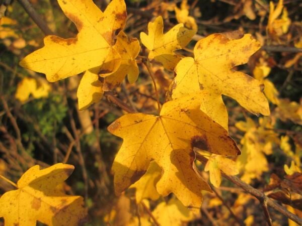 Acer Campestre Elsrijk (ACERACEA) Ova Akçaağacı 130-150 cm