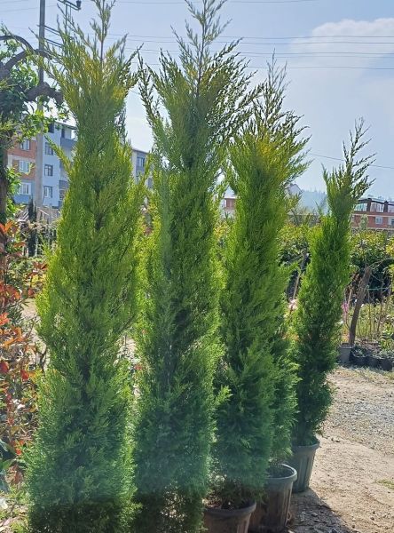 Limoni Servi Cupressus 200-220 cm
