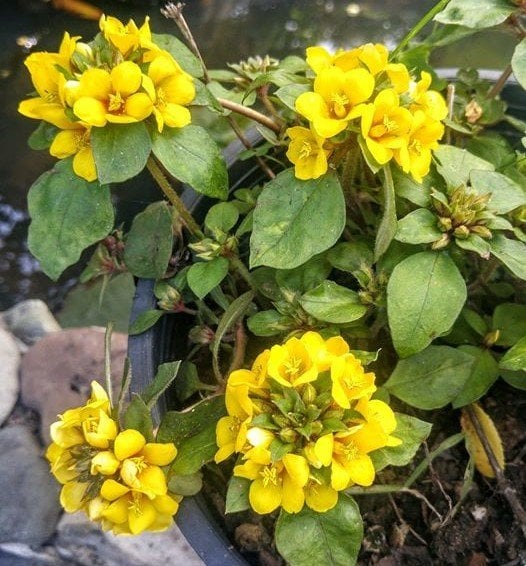 Lysimachia Procumbens Altın Küre Çiçeği