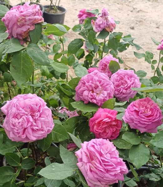 Isparta Gülü Fidanı-Yoğun Kokulu