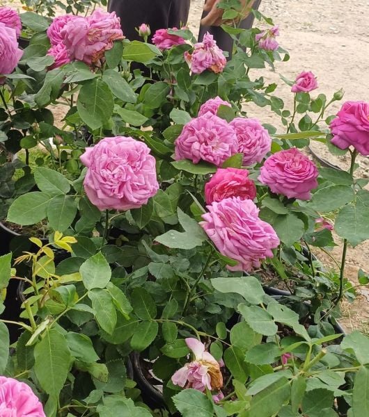 Isparta Gülü Fidanı-Yoğun Kokulu