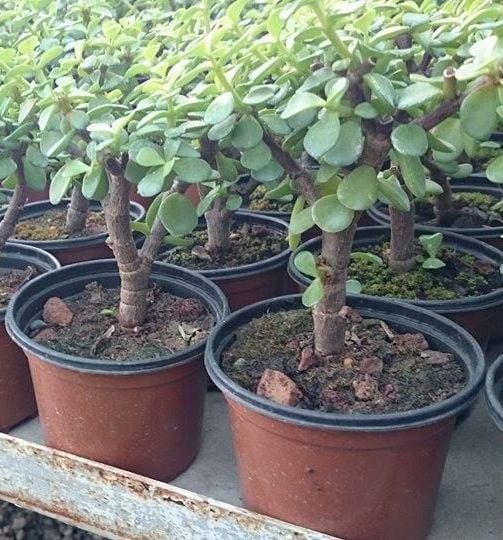 Portulacaria Afra ( Fil Azığı-Cüce Yaşam Ağacı)