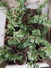 Portulacaria Afra ( Fil Azığı-Cüce Yaşam Ağacı)