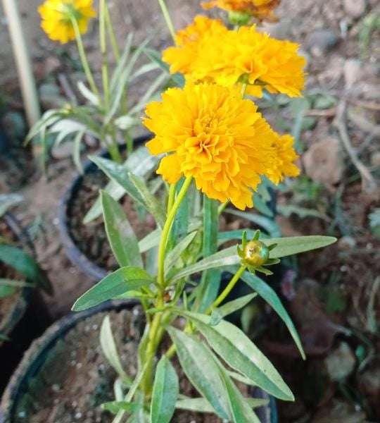 Rudbeckia laciniata 'Goldguelle' Fidanı-Üzeri Çiçekli