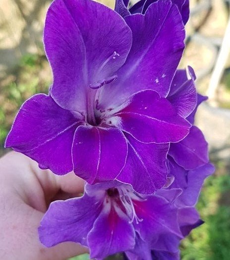 Glayöl (Mor Renk) 1 Adet Canlı Bitki