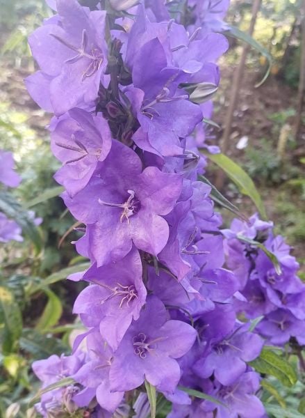 Campanula - İri Mor Çiçekli Çan Çiçeği-Büyüyen Boy